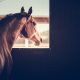 Horse looking out of a stable