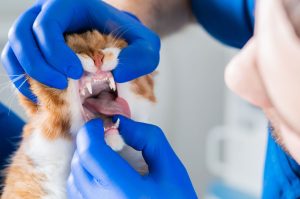 Cat with mild gingivitis