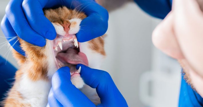 Cat with mild gingivitis