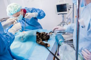 Anaesthesised cat in surgery