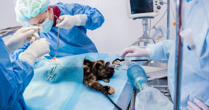 Anaesthesised cat in surgery