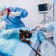 Anaesthesised cat in surgery