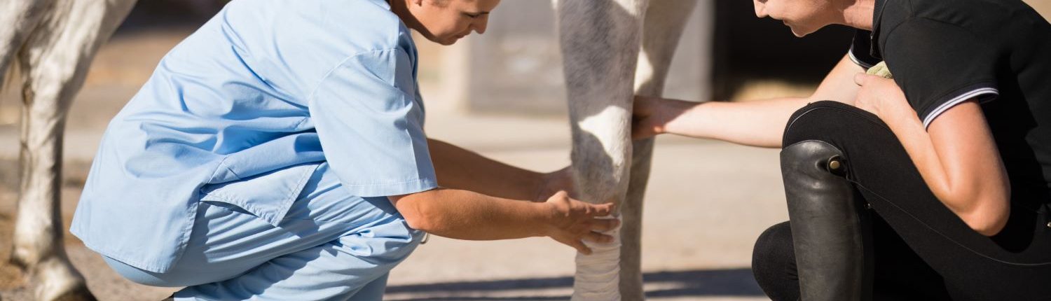 vet bandaging a horse leg