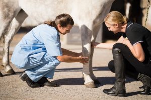 vet bandaging a horse leg