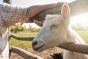 Goat in a field