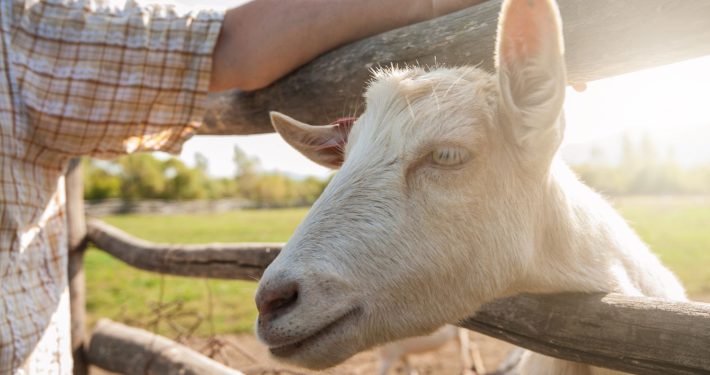 Goat in a field