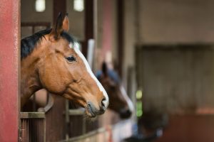 Horse in a stable