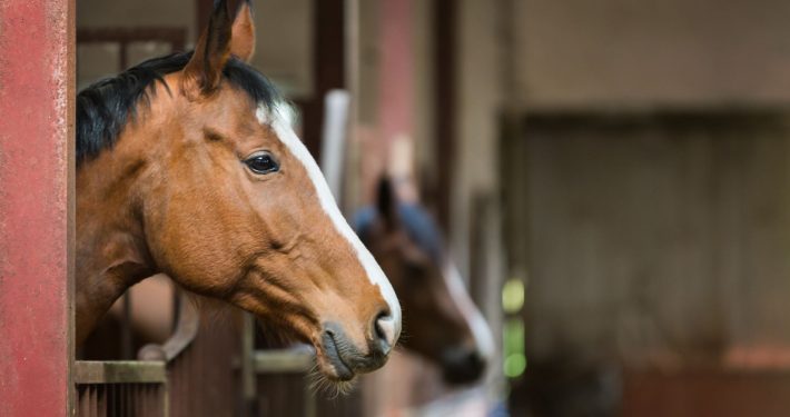 Horse in a stable