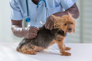 Vet examining a dog