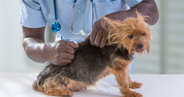 Vet examining a dog