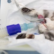 Cat in surgery connected to the anaesthetic machine