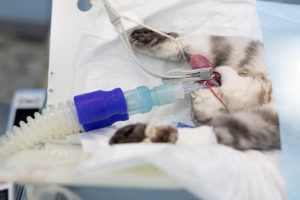 Cat in surgery connected to the anaesthetic machine