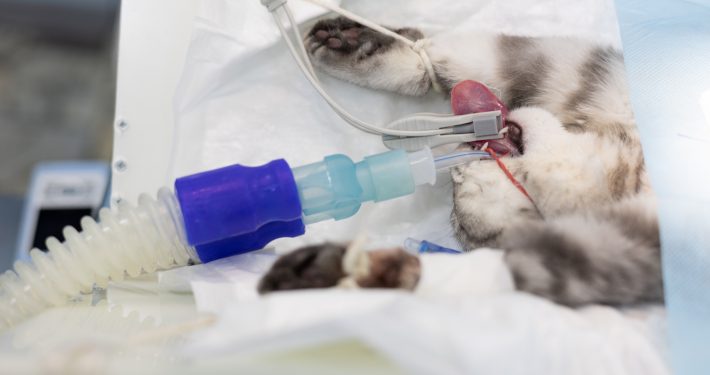 Cat in surgery connected to the anaesthetic machine