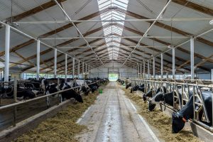 Lots of cows in a shed