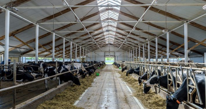 Lots of cows in a shed