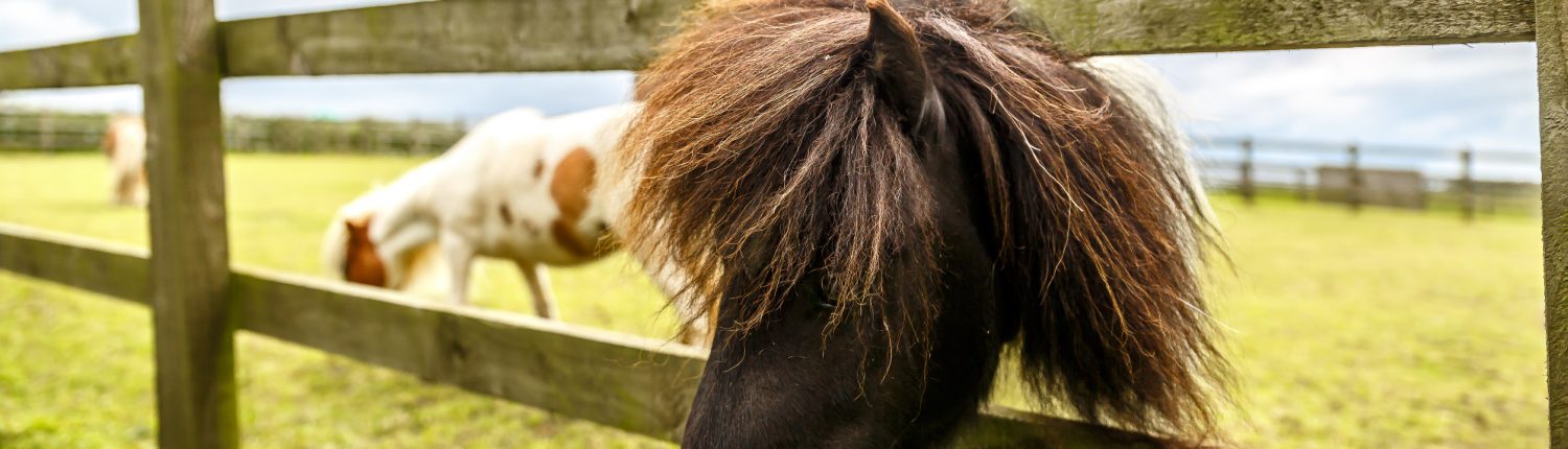 Ponies grazing in a field with fence