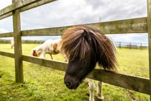 Ponies grazing in a field with fence