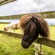 Ponies grazing in a field with fence