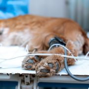 dog under anaesthesia showing feet not wrapped up