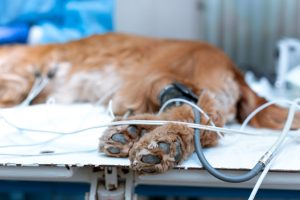 dog under anaesthesia showing feet not wrapped up