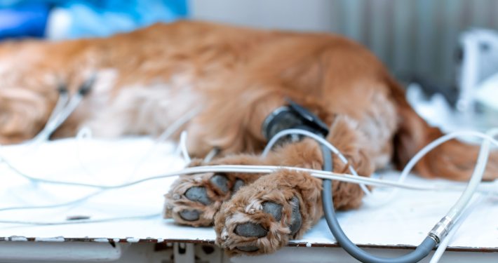 dog under anaesthesia showing feet not wrapped up