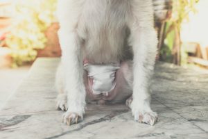 dog with dressing in a place for a spay