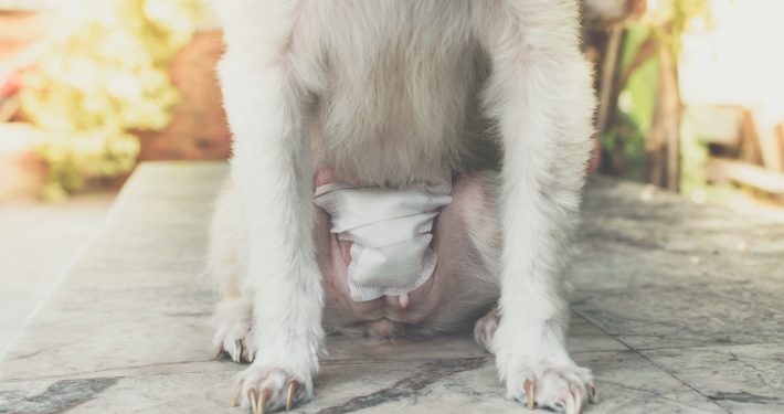 dog with dressing in a place for a spay