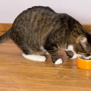 Grey cat eating from a bowl of dry food