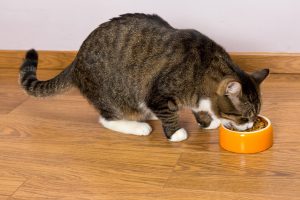 Grey cat eating from a bowl of dry food