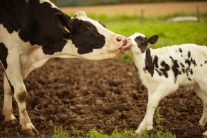 Cow licking her calf