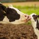 Baby cow with mother