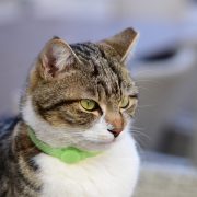 Indoor cat wearing a collar