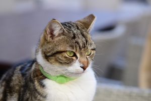 Indoor cat wearing a collar