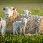 Sheep and three lambs in a field