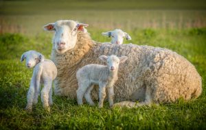 Sheep and three lambs in a field