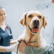 vet examine dog with owner present