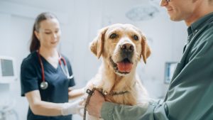 vet examine dog with owner present