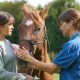 Vet examine horse in field with owner present