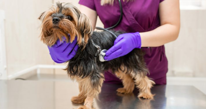 Vet listening to the heart of a small dog