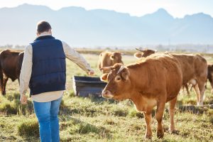 Farmer in a field looking at the cows legs