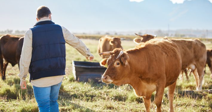 Farmer in a field looking at the cows legs
