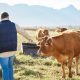 Farmer in a field looking at the cows legs