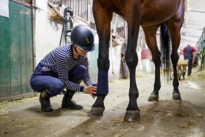 Young girl rider bandaging horse legs before training Girl wearing a hard hat bandaging a horse's leg