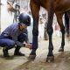 Girl wearing a hard hat bandaging a horse's leg