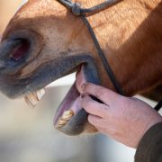 Horse with mouth open showing teeth