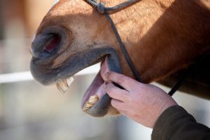 Horse Dentist at work Horse with mouth open showing teeth