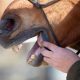Horse with mouth open showing teeth