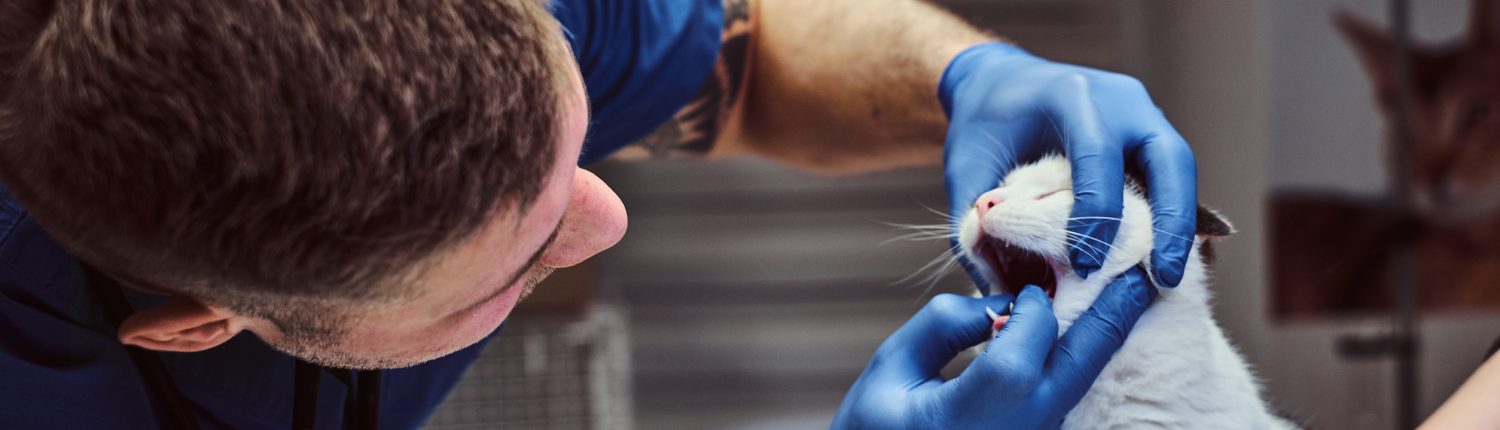 Vet examining cat's teeth and mouth