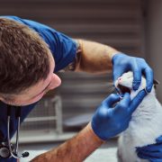 Vet examining cat's teeth and mouth