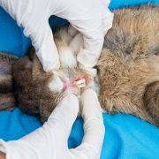 Vet examining rabbit's teeth